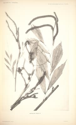 Korthalsia debilis