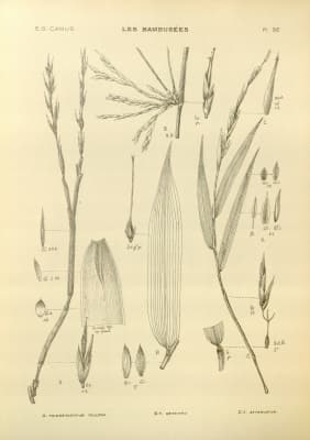 Schizostachyum griffithii
