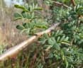 Senegalia mellifera