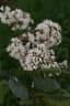Cordia alliodora