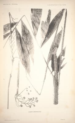 Calamus elmerianus