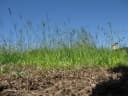 Paspalum notatum