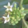 Morinda citrifolia