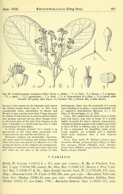 Combretocarpus rotundatus