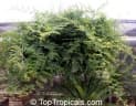 Lysiphyllum winitii