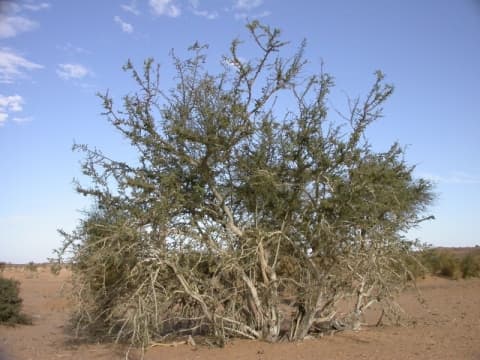 Bauhinia rufescens