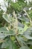 Croton draco