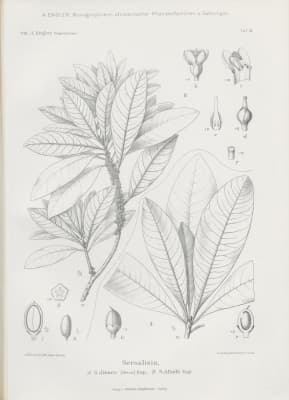 Synsepalum afzelii