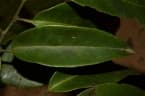Staudtia kamerunensis