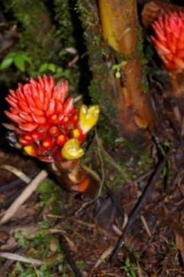 Renealmia thyrsoidea
