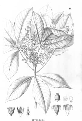 Hevea spruceana