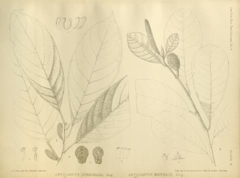 Artocarpus maingayi