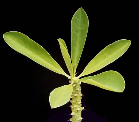 Euphorbia teke