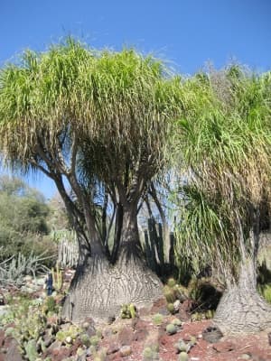 Beaucarnea recurvata