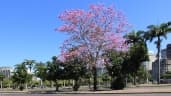 Handroanthus heptaphyllus