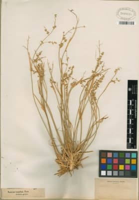 Panicum turgidum