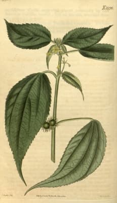Triumfetta annua