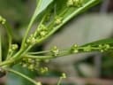 Tetrorchidium rubrivenium