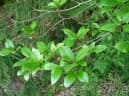 Ficus erecta