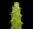 Euphorbia heterochroma