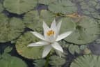 Nymphaea lotus