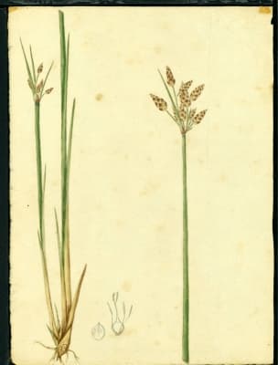 Fimbristylis ferruginea