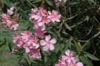 Nerium oleander