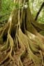 Ficus aurea