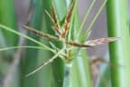 Cyperus articulatus