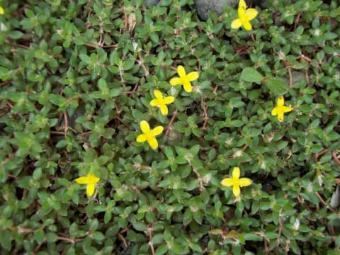 Portulaca quadrifida