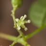 Trema cannabina