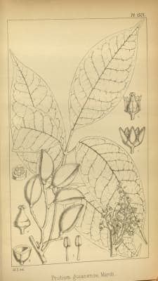 Protium guianense