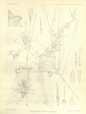 Gigantochloa macrostachya