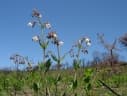 Trichodesma physaloides