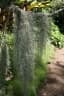 Tillandsia usneoides