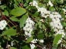 Ageratina riparia