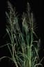 Leptochloa chinensis