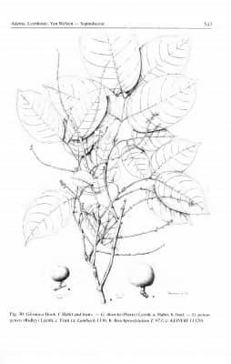 Glenniea thorelii