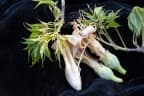Ceiba aesculifolia