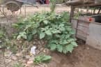 Solanum lasiocarpum