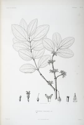 Strychnos icaja