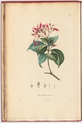 Clidemia blepharodes
