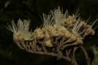 Maranthes polyandra