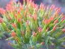 Kalanchoe lanceolata