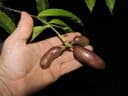 Cymbopetalum costaricense