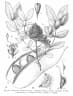 Brachystegia spiciformis