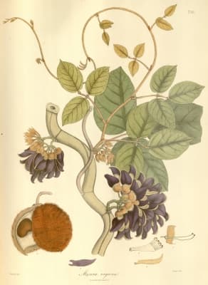 Mucuna monosperma