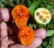Coccinia adoensis