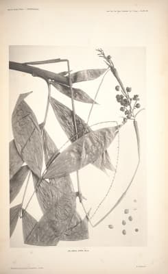 Calamus mitis