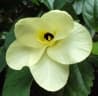 Bauhinia tomentosa